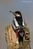 Great Red Woodpecker (Dendrocopos major)