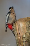 Great Red Woodpecker (Dendrocopos major)