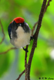 Scarlet-backed Flowerpecker DSC_0710