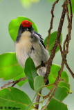 Scarlet-backed Flowerpecker DSC_0747