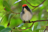 Scarlet-backed Flowerpecker DSC_1169