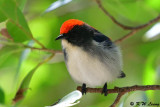 Scarlet-backed Flowerpecker DSC_1229