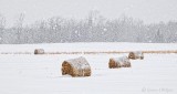 Bales In Snowfall P1050723-5