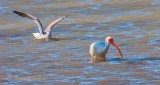 White Ibis With A Catch 39374
