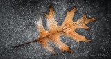 Oak Leaf In Ice P1380718-20