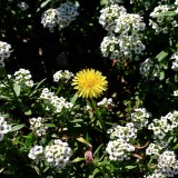 Dandelion Flower