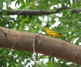 Yellow Warbler