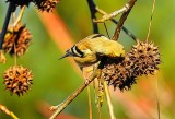 Goldfinch of Yuba City