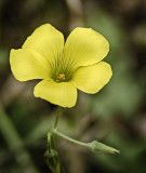 Oxalis