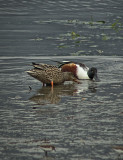 Ma and Pa Northern Shoveler - Morro Bay, California