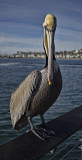 Eye to Eye - Pelican Portrait -Santa Barbara, California