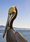  Pelican Portrait