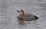 Winter Gadwall