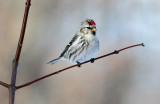 Redpoll On Red Perch