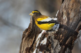 Evening Grosbeak(m)