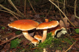 IMG_7445.JPG