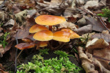 IMG_7574.JPG