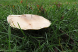 IMG_7656.JPG