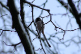 IMG_8262.JPG