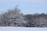 IMG_8290.JPG