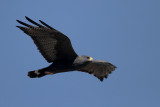 Zone-tailed Hawk