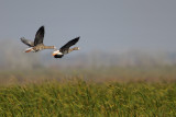 Greater white-fronted Goose