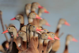 Black-bellied Whistling Duck