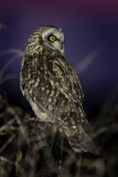 Short-eared Owl