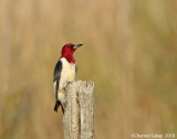 Red-headed-Woodpecker-0E8A5873.jpg