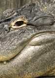 gator69.jpg