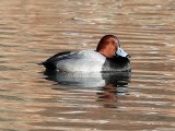 Redhead Duck (male)