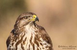 Poiana (Buteo buteo)