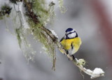 Blåmes, Parus caeruleus, Eurasian Blue Tit