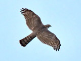 Sparvhök, Accipiter nisus, Eurasian Sparrowhawk