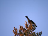 Tjäder, Tetrao urogallus, Western Capercaillie