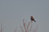 Varfågel, Lanius excubitor, Great Grey Shrike