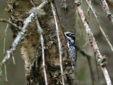 Tretåig hackspett, Picoides tridactylus, Three-toed Woodpecker