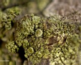 Groene schotelkorst - Lecanora conizaeoides.jpg