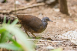 Little Tinamou