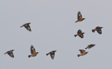 Spot-winged Starling