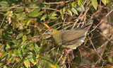 Wedge-tailed Pigeon