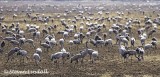 Common Cranes