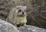 Rock Hyrax