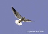 Black Winged Kite