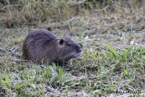 Coypu