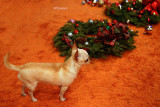 Helping with the Wreaths