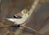 American Goldfinch - Spinus tristis