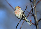 House Finch - Haemorhous mexicanus