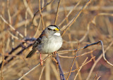White-throated Sparrow - Zonotrichia albicollis
