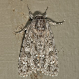 9257 - Yellow-haired Dagger - Acronicta impleta